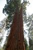 IMG_7848_DxO_Yosemite_Mariposa_Grove_Faithful_Couple_Forum.jpg