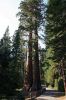 IMG_7863_DxO_Yosemite_Mariposa_Grove_Forum.jpg