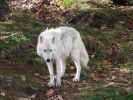 Parc Omega, Wolf