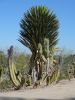 P1070080_DxO_San_Diego_Balboa_Park_Cactus_Garden_Kakteen_Forum.jpg