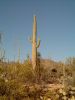 08 - Saguaro Cactus.JPG