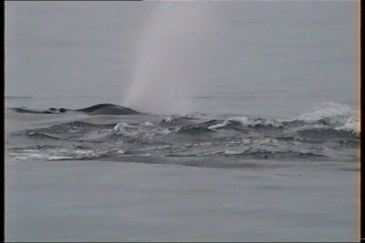 2006-10-01 19 Whale - thar he blows.jpg