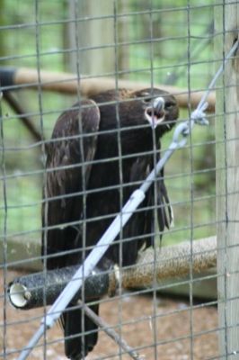 Eingesperrt
Adler im Cypress Grove Nature Park 
