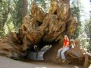 Sequoia I