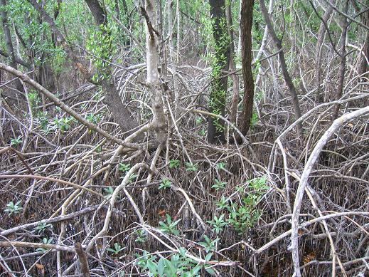 mangroven.JPG