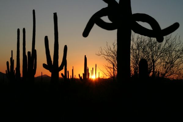 Saguaro Sunset
