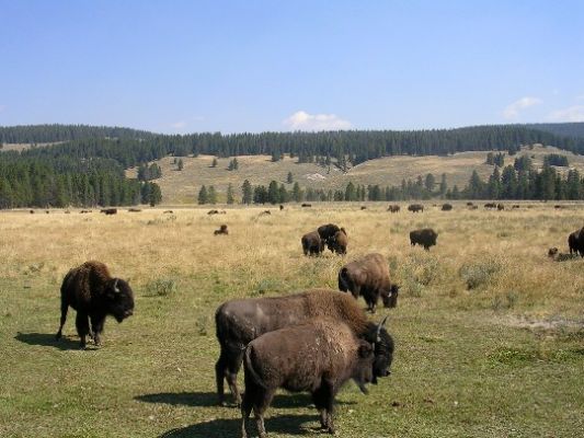 Bisonherde im Yellostone N.P.
 Wir sahen viele Bisonherden. Teilweise versperrten sie die Straße, für uns eine willkommene Pause.
