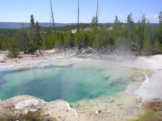 Heißwasserteich im Yellowstone N.P.
Klares, hellblaues, kochendheißes Wasser füllt diesen Pool.
Der Rand ist weiß von abgelagerten Mineralien.
