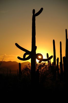 Saguaro
Sunset im Saguaro NP West, Tucson, AZ
Schlüsselwörter: Saguaro, Sonnenuntergang, Kaktus, Tucson, Arizona