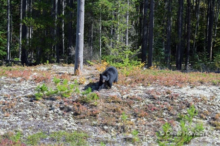 Bär 1
