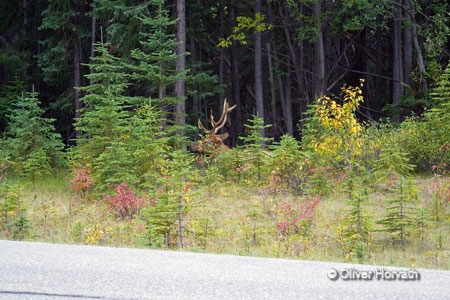 Elk
