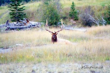 Elk 2
