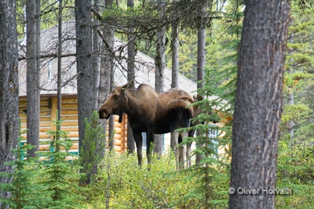 Moose mit Kind
