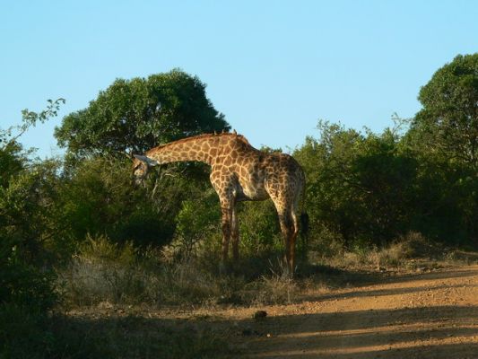 0406_Giraffe2.jpg