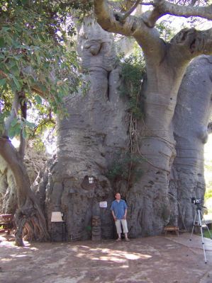 Baobab1.jpg