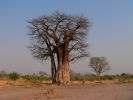 0310_Baobab.jpg