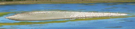 Dateiname : 1109_Lagune_Vögel.jpg
Dateigröße : 157KB
Abmessungen : 1403x306
hinzugefügt am : 21.November 2008 1109_Lagune_Vögel.jpg