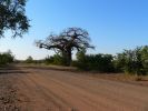 2805_Baobab.jpg