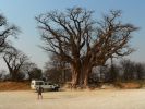 2909_Baines_Baobabs1.jpg