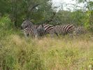 3105_Zebras.jpg