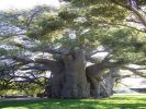 Baobab.jpg