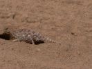 Namaqua-Chameleon1.jpg