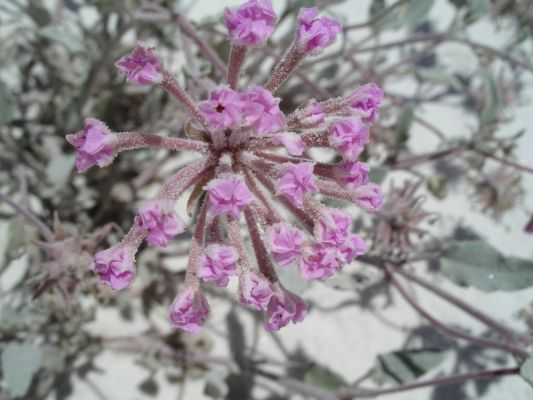 White Sands 133.jpg