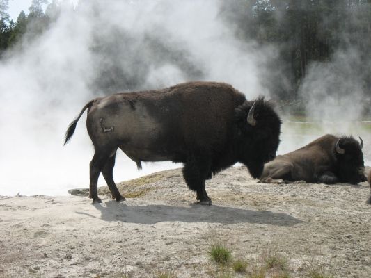 Sommer 2008
Bison im Yellowstone NP
