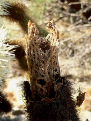 Cholla-Kaktus
Ein Cholla-Kaktus im Joshua Tree NP
Schlüsselwörter: Joshua Tree, Cholla, Kaktus