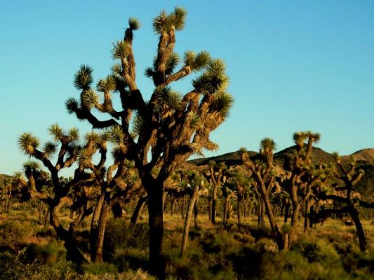 Joshua Tree
Joshua Tree
Schlüsselwörter: Joshua Tree