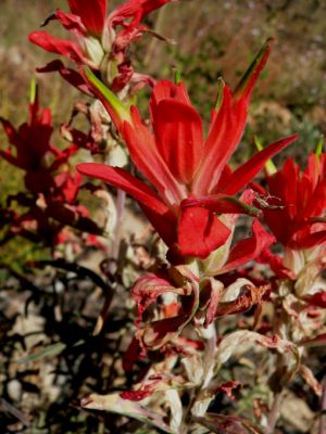 Indian Paintbrush
Indian Paintbrush
Schlüsselwörter: Indian Paintbrush