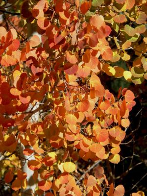 Herbstfärbung / Indian Summer
Schlüsselwörter: Indian Summer