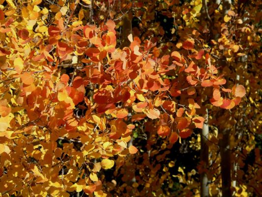 Herbstfärbung / Indian Summer
Schlüsselwörter: Indian Summer