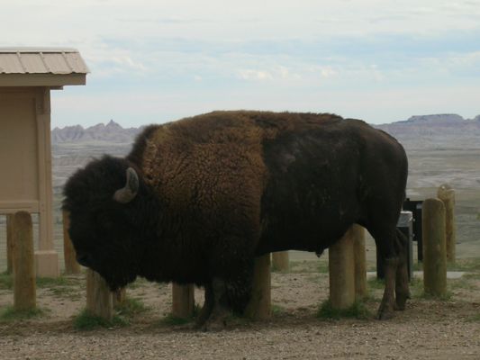 Büffel in den Badlands
