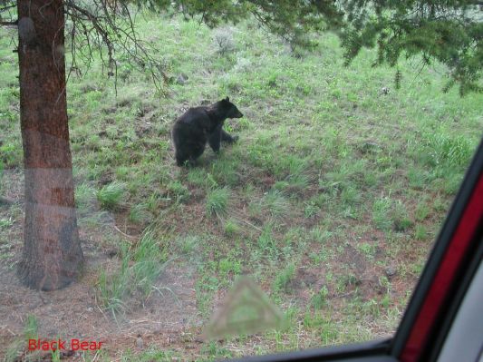 Black Bear im Yellowstone NP
