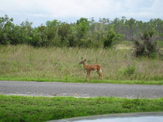 Bambi in den Everglades
