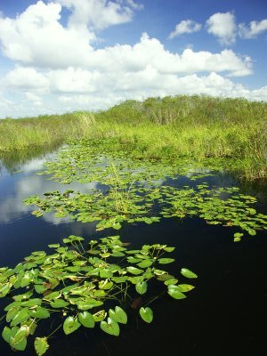 55a3
Everglades 3
