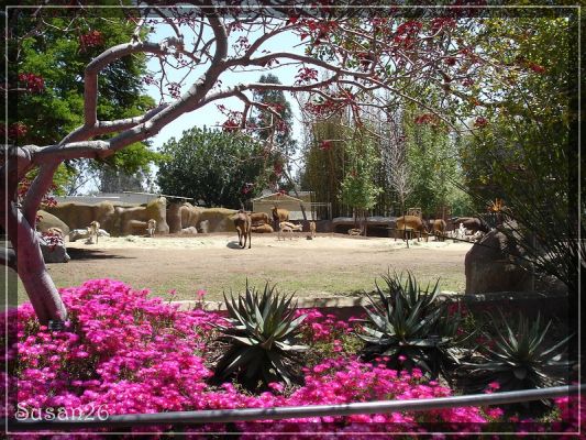 San Diego Zoo
