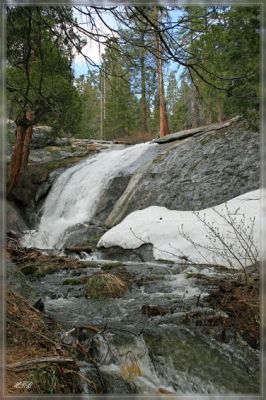 comp_Sequoia_NP_(1).jpg