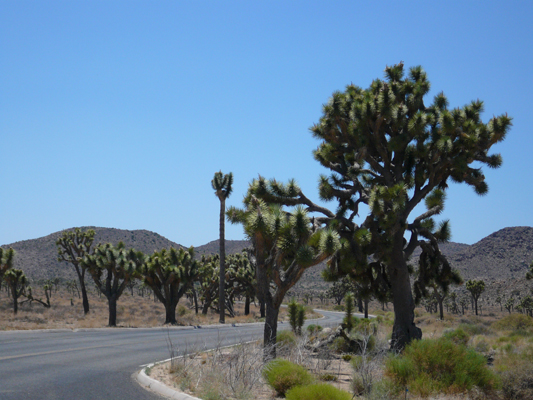 Joshua Tree NP
