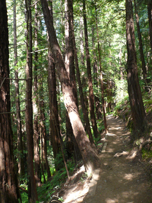 Muir Woods
