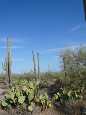 Saguaro NP
