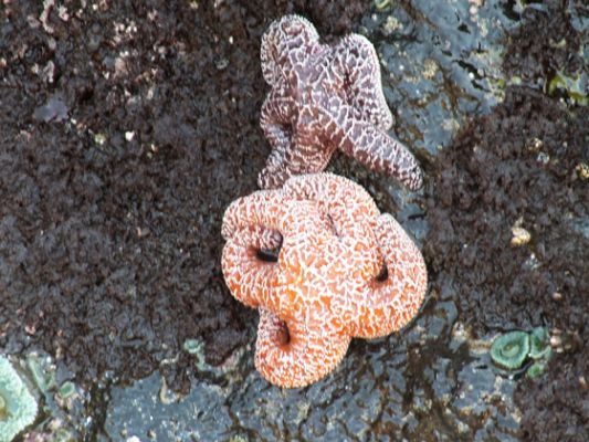 Tide Pools
