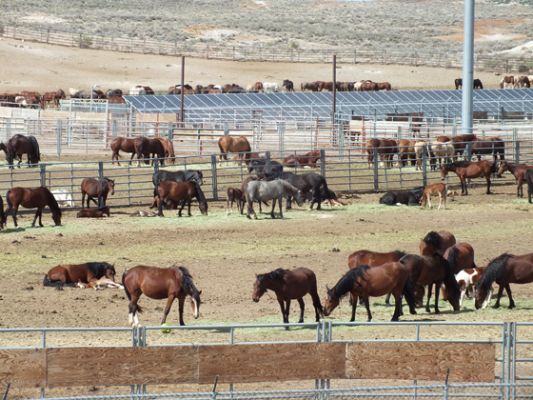 Wild Horse Range
