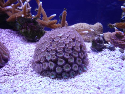 John Pennecamp Coral Reef SP
