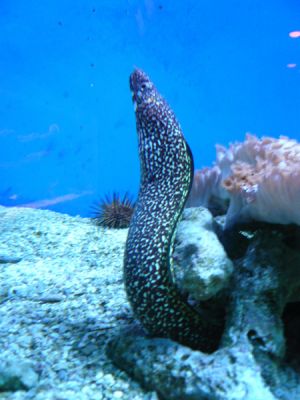 John Pennecamp Coral Reef SP
