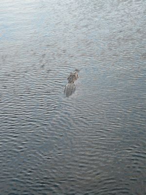 Everglades NP
