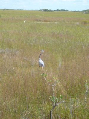 Everglades NP
