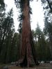 Sequoia im Yosemite