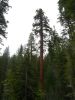Sequoia im Yosemite